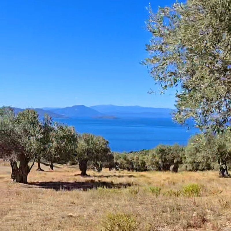 The Ancient groves of Pilion