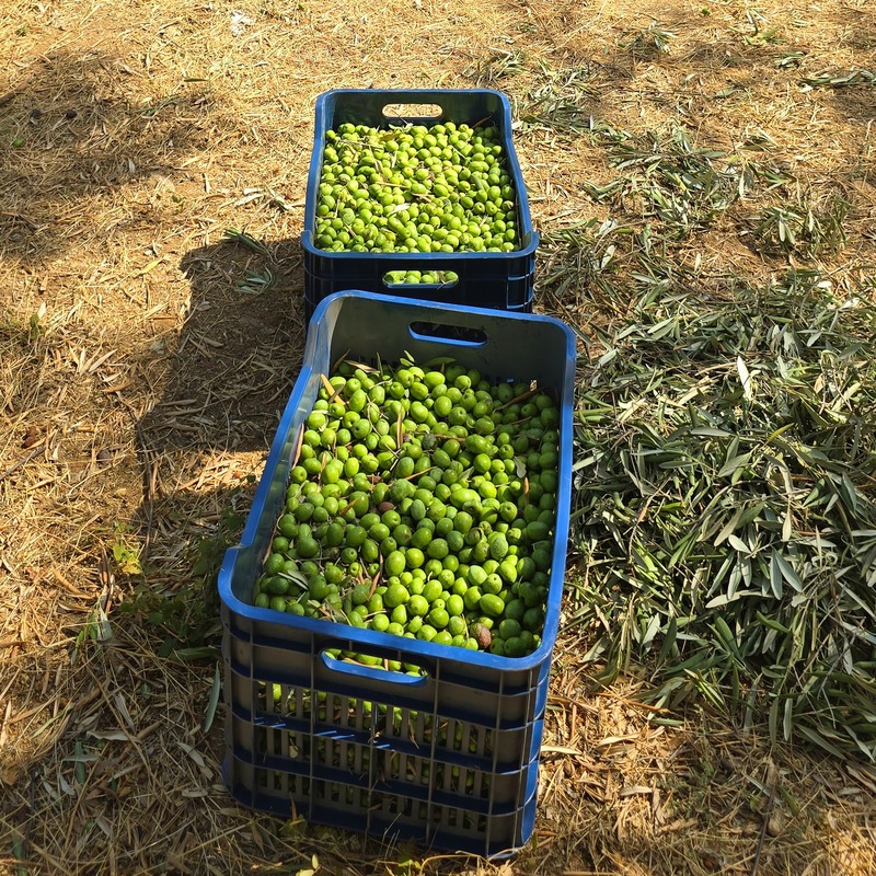 Hand-harvested, ready for cold mechanical extraction.