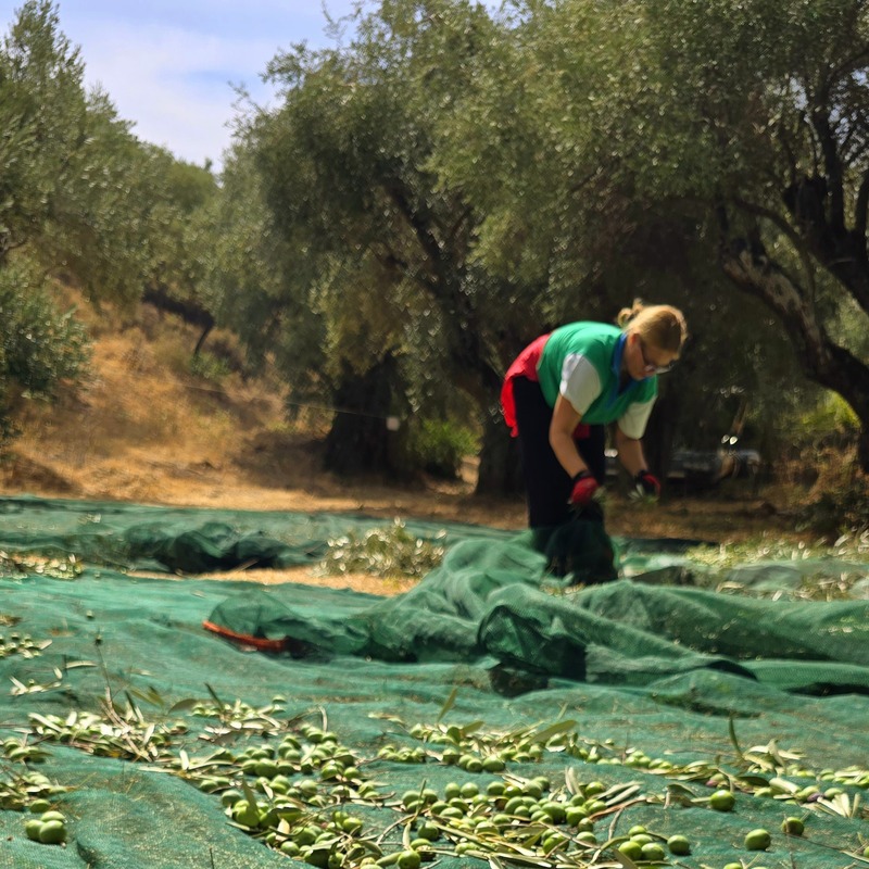 The Hand-harvest in action.